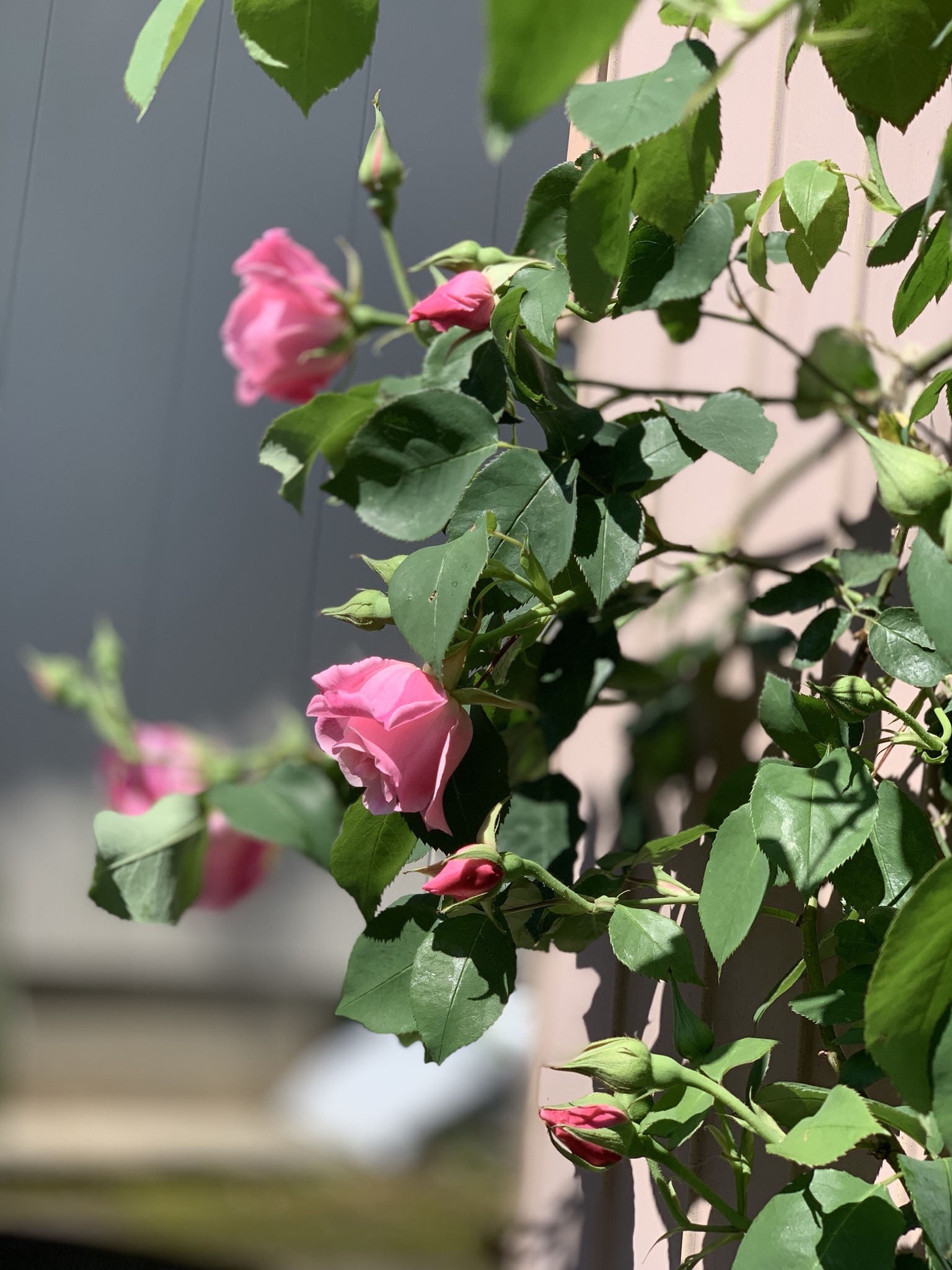 バラ開花