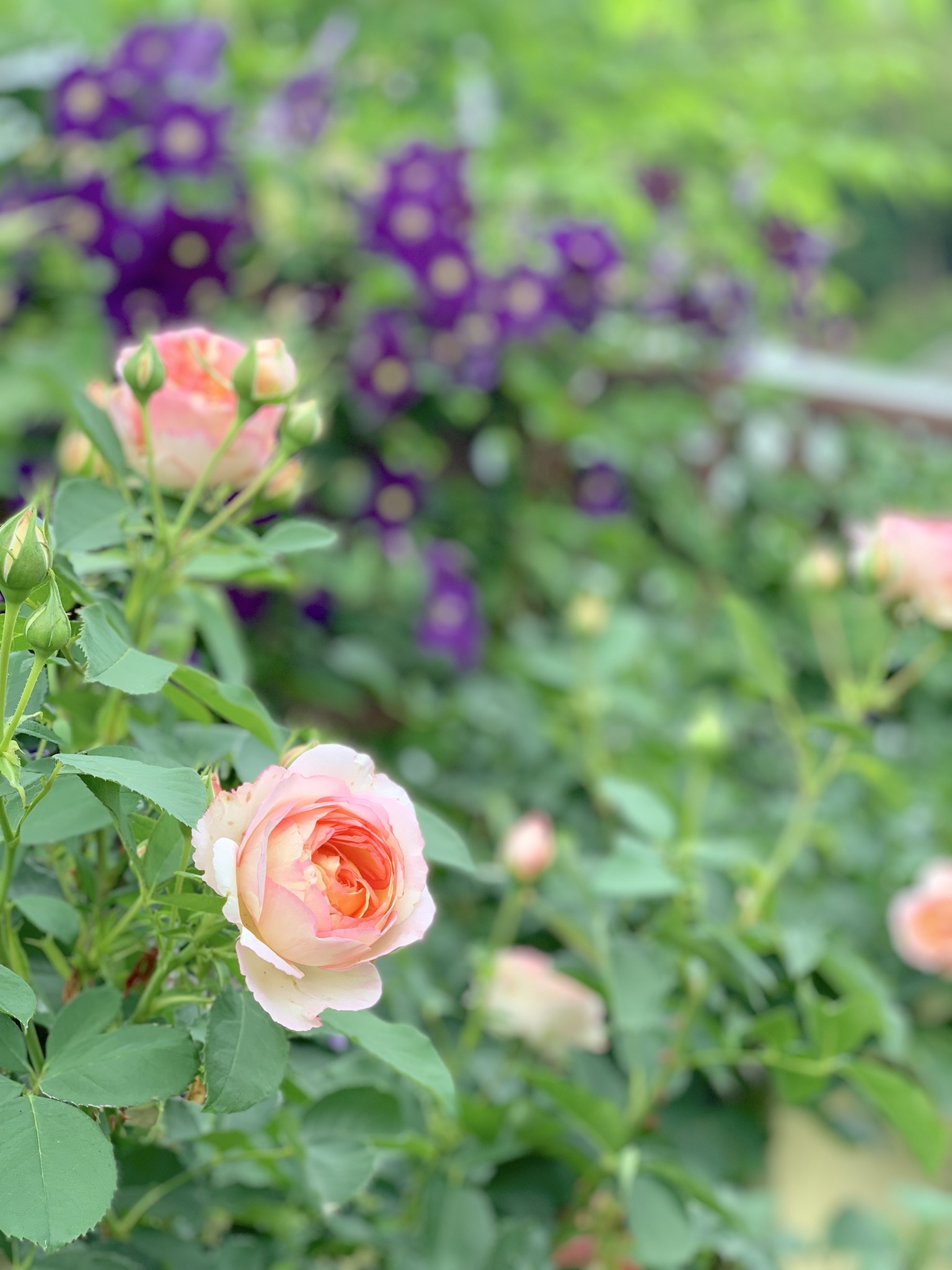 二番花が咲き始めました