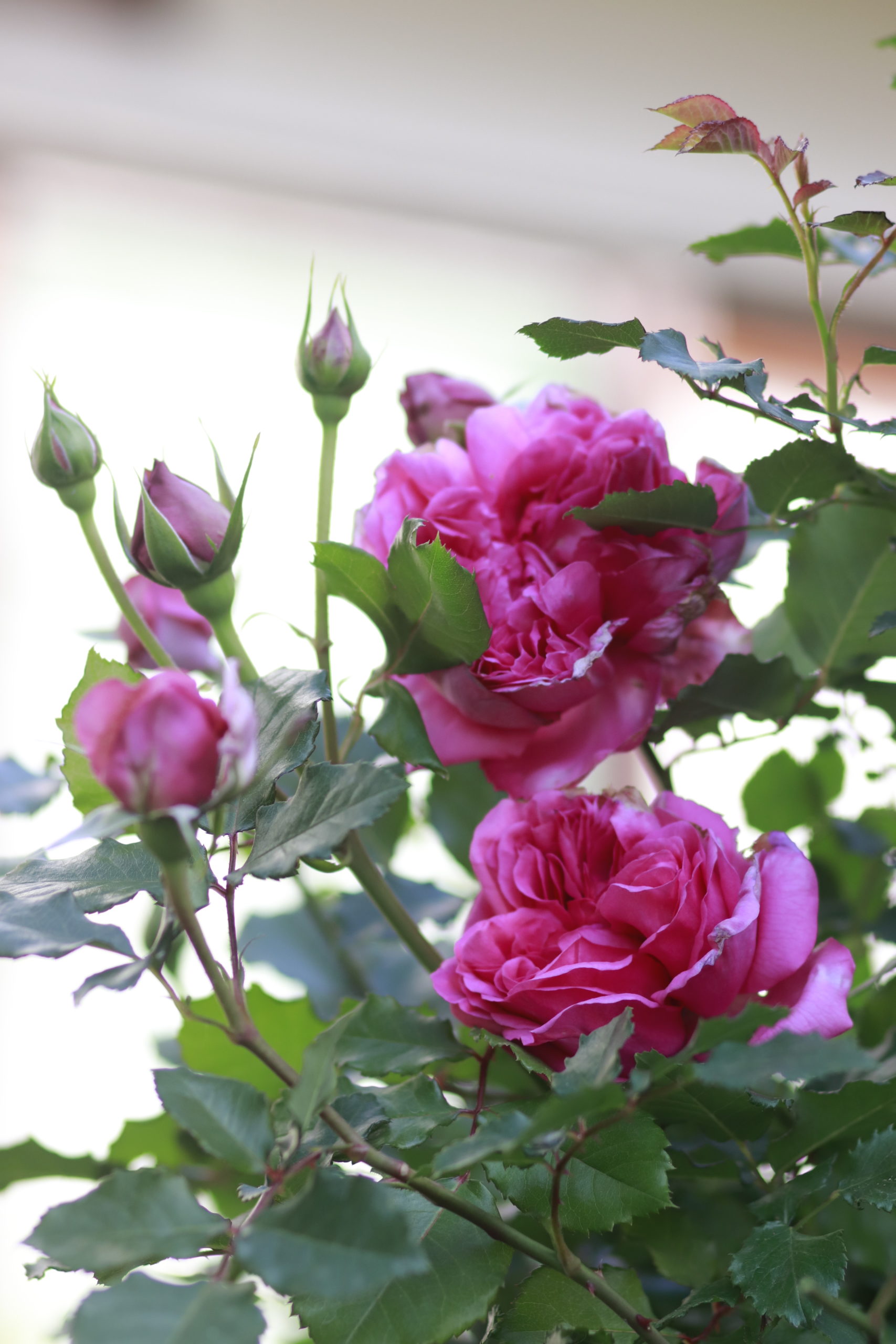 バラが少しずつ開花