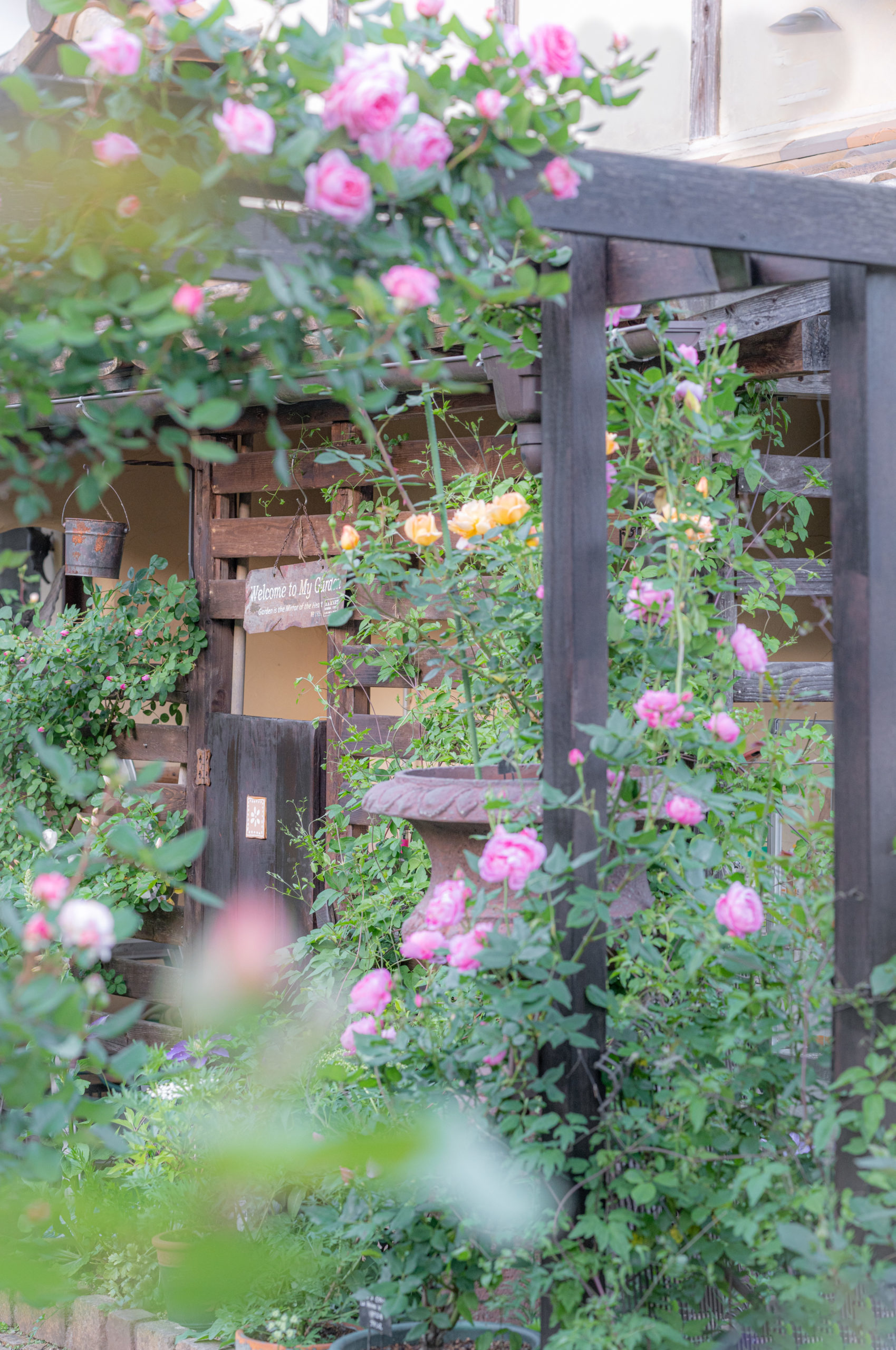 開花情報